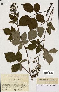 spécimen de Rubus thyrsoideus