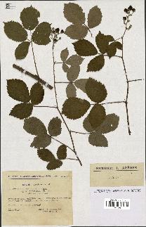 spécimen de Rubus thyrsoideus