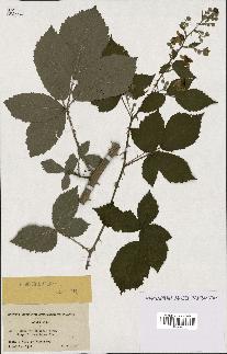 spécimen de Rubus thyrsoideus