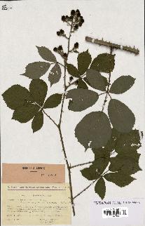 spécimen de Rubus thyrsoideus