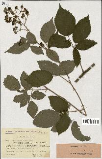 spécimen de Rubus thyrsoideus