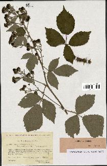 spécimen de Rubus thyrsoideus