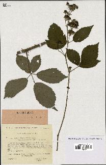 spécimen de Rubus thyrsoideus