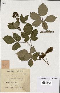 spécimen de Rubus thyrsoideus