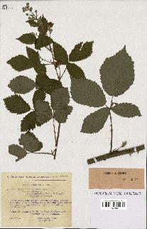 spécimen de Rubus thyrsoideus