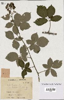 spécimen de Rubus thyrsoideus