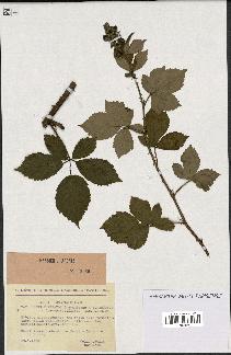 spécimen de Rubus thyrsoideus