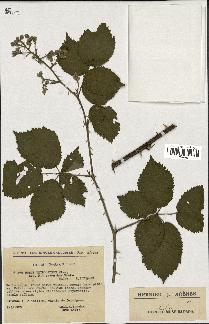 spécimen de Rubus thyrsoideus