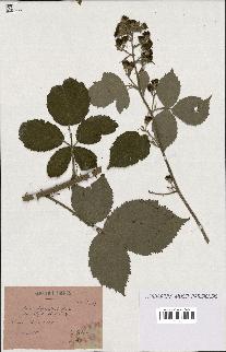 spécimen de Rubus thyrsoideus
