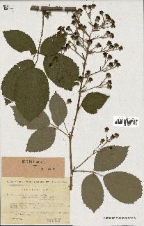 spécimen de Rubus thyrsoideus