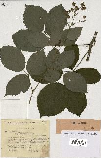 spécimen de Rubus thyrsoideus