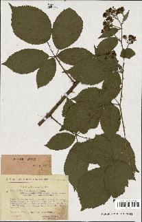 spécimen de Rubus thyrsoideus