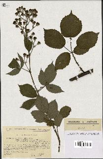 spécimen de Rubus thyrsoideus