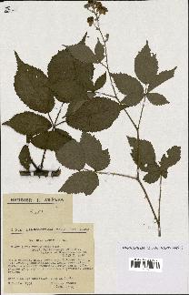 spécimen de Rubus thyrsoideus