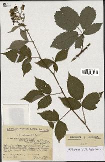 spécimen de Rubus thyrsoideus