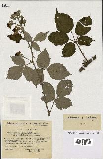 spécimen de Rubus thyrsoideus