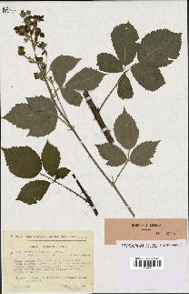 spécimen de Rubus thyrsoideus