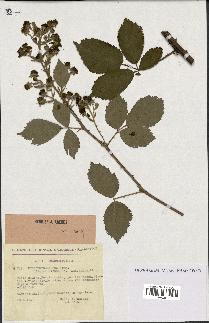 spécimen de Rubus thyrsoideus