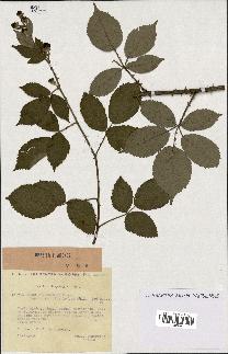 spécimen de Rubus thyrsoideus