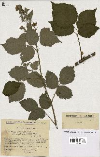 spécimen de Rubus thyrsoideus