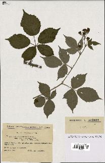 spécimen de Rubus thyrsoideus