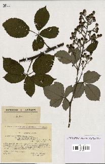 spécimen de Rubus thyrsoideus