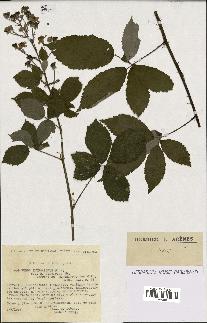 spécimen de Rubus thyrsoideus