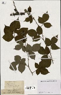 spécimen de Rubus affinis