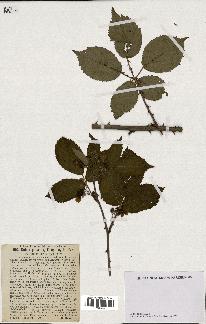 spécimen de Rubus plicatus