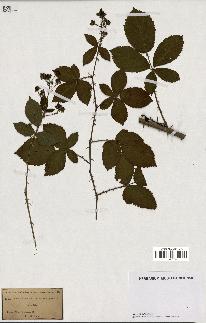 spécimen de Rubus nitidus