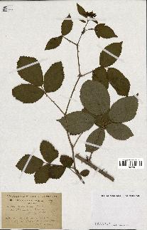 spécimen de Rubus nitidus