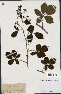 spécimen de Rubus nitidus