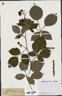 spécimen de Rubus rhamnifolius