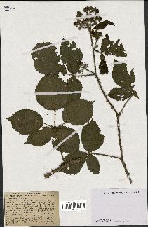 spécimen de Rubus rhamnifolius