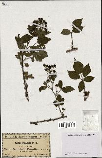 spécimen de Rubus vulgaris