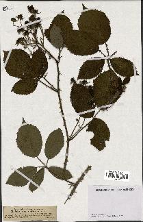 spécimen de Rubus vulgaris