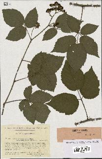 spécimen de Rubus insericatus