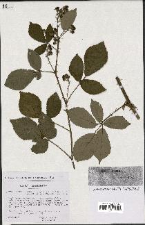 spécimen de Rubus foliosus