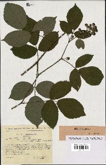 spécimen de Rubus foliosus