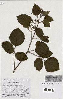 spécimen de Rubus foliosus