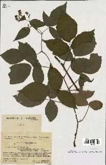 spécimen de Rubus foliosus