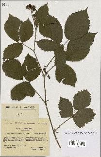 spécimen de Rubus fuscus