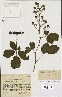 spécimen de Rubus phyllostachys