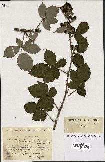 spécimen de Rubus phyllostachys