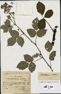 spécimen de Rubus thyrsanthus