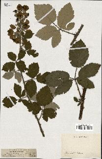 spécimen de Rubus linkianus