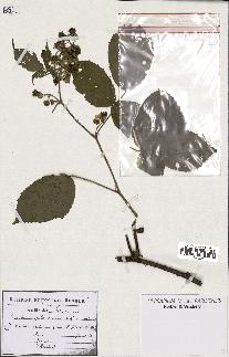 spécimen de Rubus glandulosus