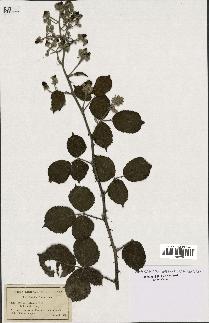 spécimen de Rubus bifrons