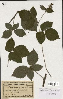 spécimen de Rubus sp.