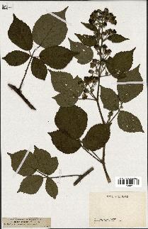 spécimen de Rubus foliosus